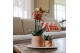 Arrangementen kamerplanten Kolibri Green up your home - Gift Set small 