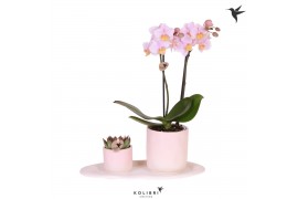 Arrangementen kamerplanten Kolibri Green up your home - Gift Set small