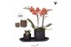 Arrangementen kamerplanten Kolibri Green up your home - Gift Set small 