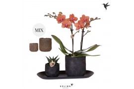 Arrangementen kamerplanten Kolibri Green up your home - Gift Set small