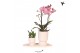 Phalaenopsis Kolibri Green up your home - Gift Set small - Travertine 