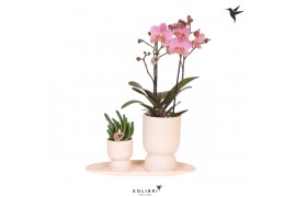 Phalaenopsis Kolibri Green up your home - Gift Set small - Travertine