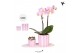 Phalaenopsis Kolibri Green up your home - Gift Set small - Mediterrane 