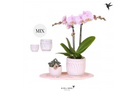 Phalaenopsis Kolibri Green up your home - Gift Set small - Granada