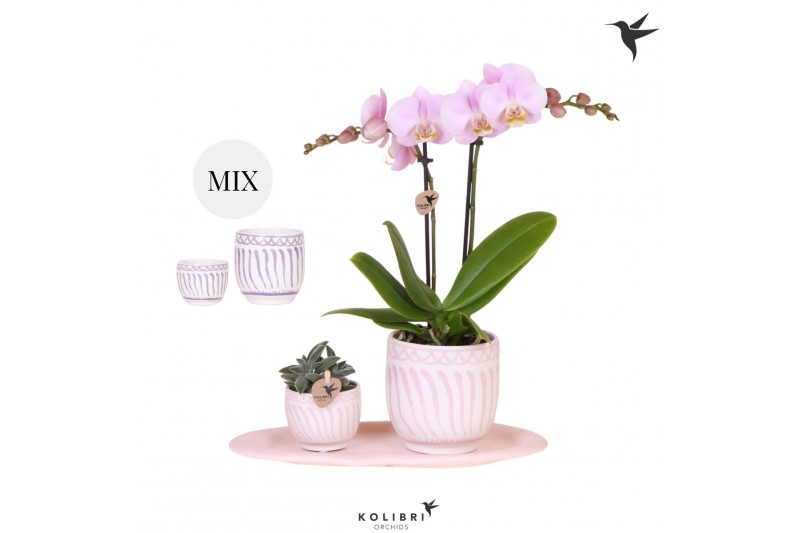 Phalaenopsis Kolibri Green up your home - Gift Set small - Granada 