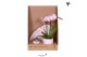 Phalaenopsis Kolibri Green up your home - Gift Set small - Granada 