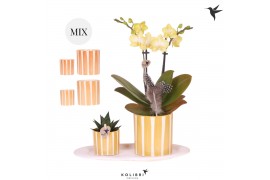 Phalaenopsis Kolibri Green up your home - Gift Set small - Easter