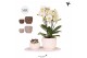 Phalaenopsis Kolibri Green up your home - Gift Set small - All White 