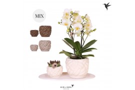 Phalaenopsis Kolibri Green up your home - Gift Set small - All White