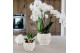 Phalaenopsis Kolibri Green up your home - Gift Set small - All White 