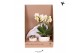 Phalaenopsis Kolibri Green up your home - Gift Set small - All White 