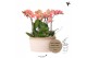 Phalaenopsis Kolibri Orchids Jungle - 6 tak Orange- White Basket 