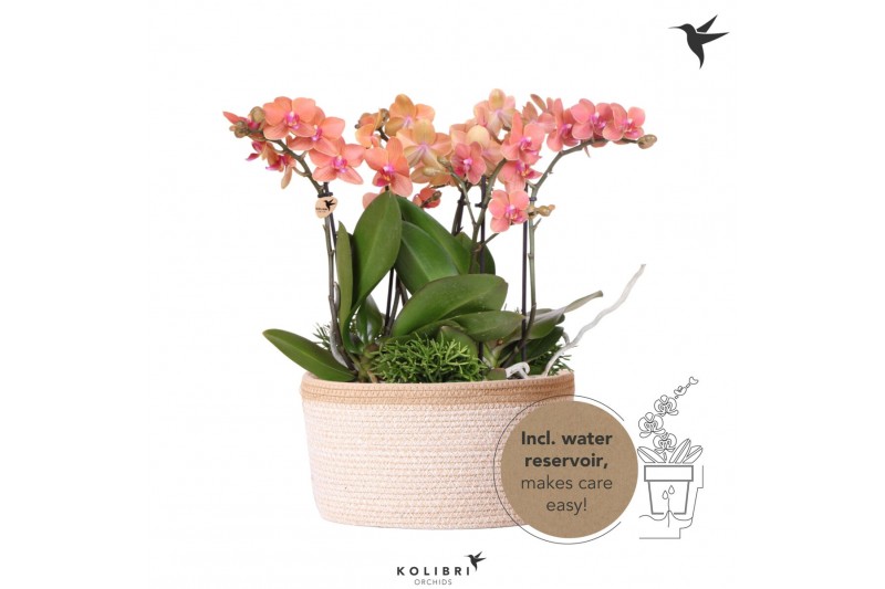 Phalaenopsis Kolibri Orchids Jungle - 6 tak Orange- White Basket 
