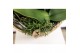 Phalaenopsis Kolibri Orchids Jungle - 6 tak Orange- White Basket 