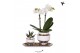 Phalaenopsis Kolibri Green up your home - Gift Set small - Le Chic sil 
