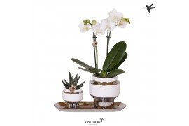 Phalaenopsis Kolibri Green up your home - Gift Set small - Le Chic sil