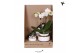 Phalaenopsis Kolibri Green up your home - Gift Set small - Le Chic sil 
