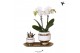 Phalaenopsis Kolibri Green up your home - Gift Set small - Le Chic gol 