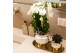 Phalaenopsis Kolibri Green up your home - Gift Set small - Le Chic gol 