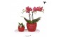 Phalaenopsis Kolibri Green up your home - Gift Set small - Berry 