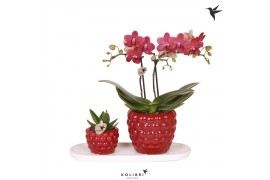 Phalaenopsis Kolibri Green up your home - Gift Set small - Berry