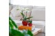Phalaenopsis Kolibri Green up your home - Gift Set small - Berry 