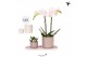 Phalaenopsis Kolibri Green up your home - Gift Set small - Diamond 