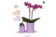 Phalaenopsis Kolibri Green up your home - Gift Set small - Optimism pu 