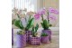 Phalaenopsis Kolibri Green up your home - Gift Set small - Optimism pu 