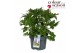 Delphinium (elatum grp) delgenius kingsley Delphinium Delgenius Kingsl 