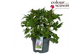 Delphinium (elatum grp) delgenius kingsley Delphinium Delgenius Kingsl