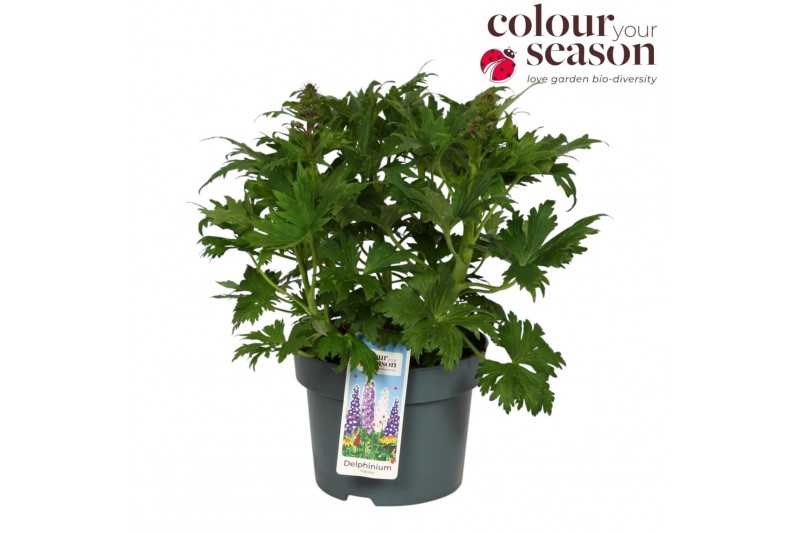 Delphinium (elatum grp) delgenius kingsley Delphinium Delgenius Kingsl 