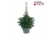 Delphinium (elatum grp) delgenius kingsley Delphinium Delgenius Kingsl 
