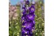 Delphinium (elatum grp) delgenius kingsley Delphinium Delgenius Kingsl 