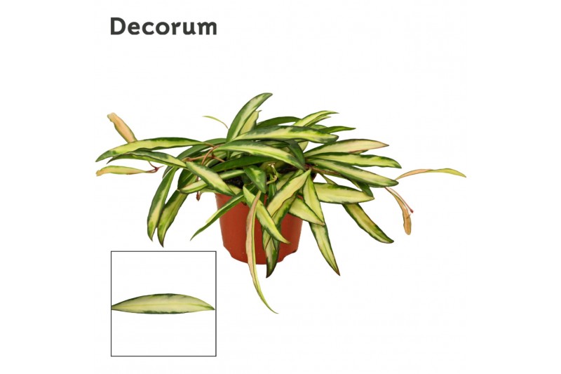 Hoya wayetii tricolor decorum 