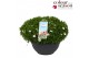 Arenaria montana Arenaria Montana Ronda White P30 60 bl. 