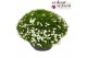 Arenaria montana Arenaria Montana Ronda White P30 60 bl. 