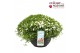 Arenaria montana Arenaria Montana Ronda White P30 60 bl. 
