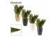 Sansevieria trifasciata futura superba in Carly (Neo Architect-collect 
