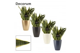 Sansevieria trifasciata futura superba in Carly (Neo Architect-collect