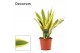 Sansevieria trifasciata aubrytiana yellowstone decorum 