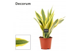 Sansevieria trifasciata aubrytiana yellowstone decorum