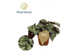 Begonia blad magic colours fedor Begonia rex Fedor 12cm 3 pp