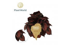 Begonia blad magic colours red kiss Begonia rex Red Kiss 12cm 3 pp