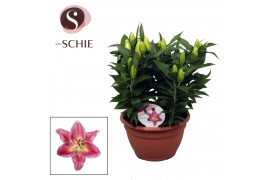 Lilium oriental reeleeze schaal
