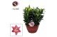Lilium oriental reeleeze schaal 