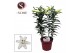 Lilium oriental helvetia wit 