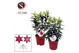 Lilium oriental Oriental Mix 17cm