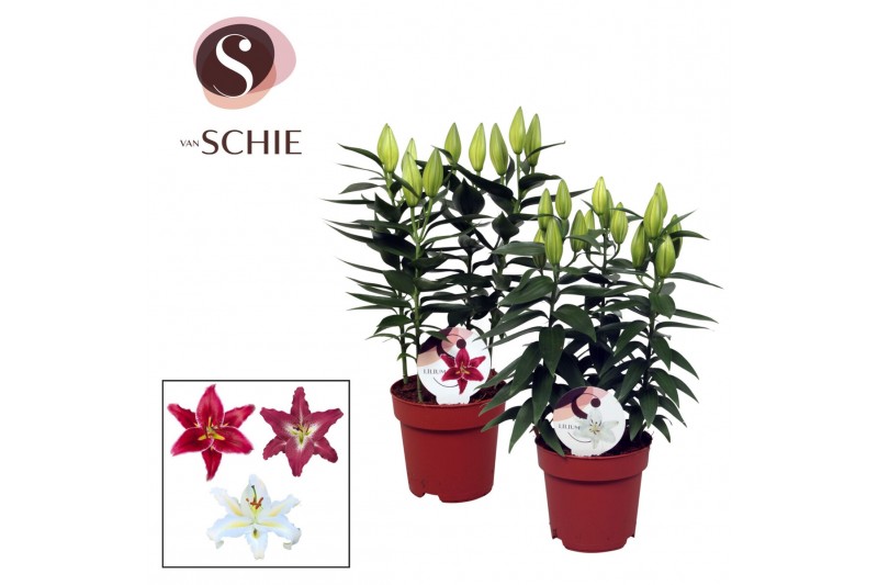 Lilium oriental Oriental Mix 17cm 