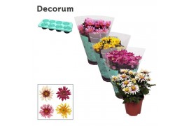 Chrysanthemum ind. artistic mix Chrysanne® Anemona Mix Decorum